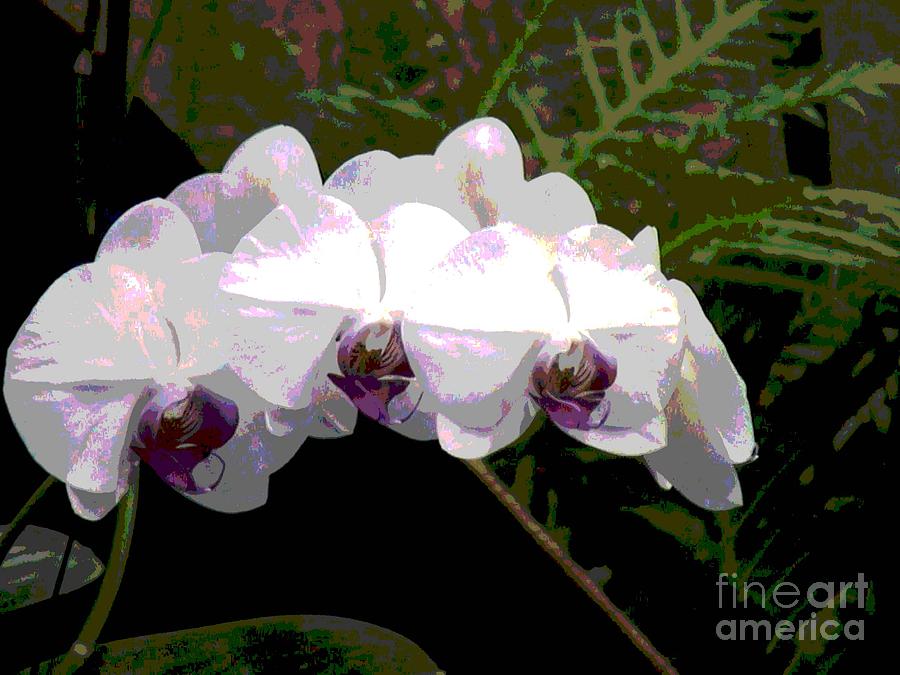 Orchids Impressionistic Photograph by Alice Terrill