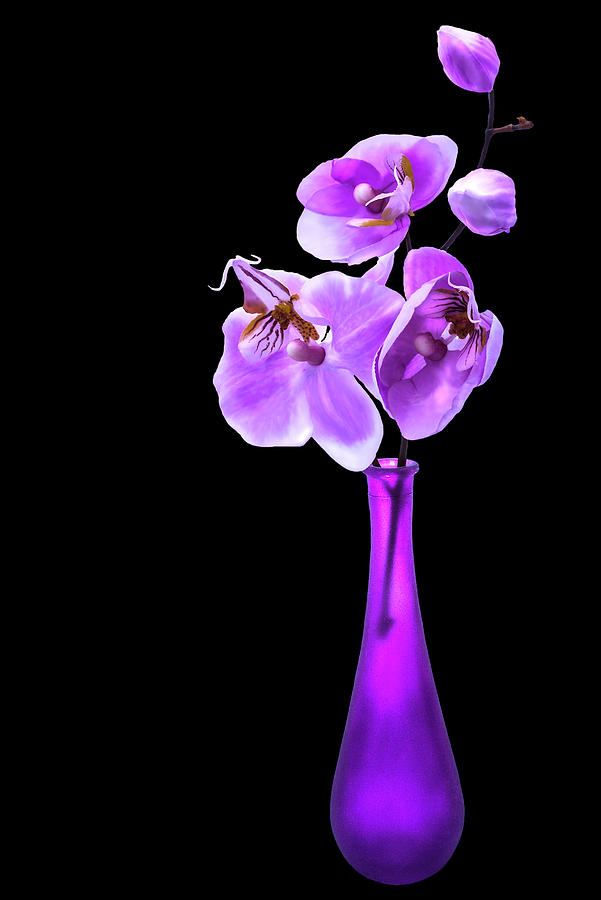 Orchids in a Vase Photograph by Mike Stephens