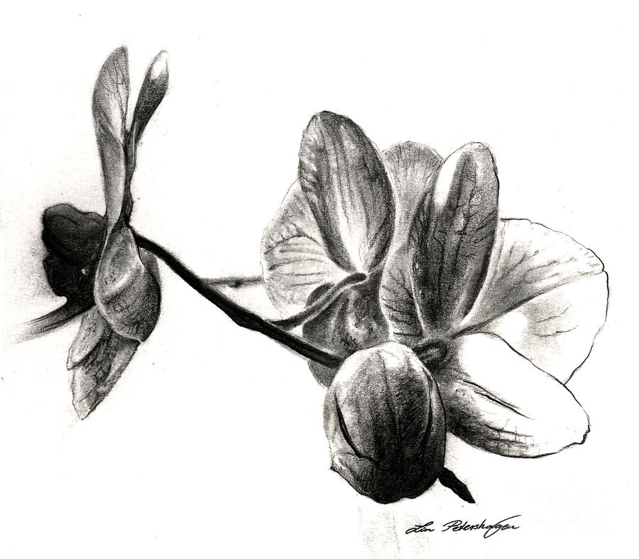 Orchids In Black Drawing by Lin Petershagen
