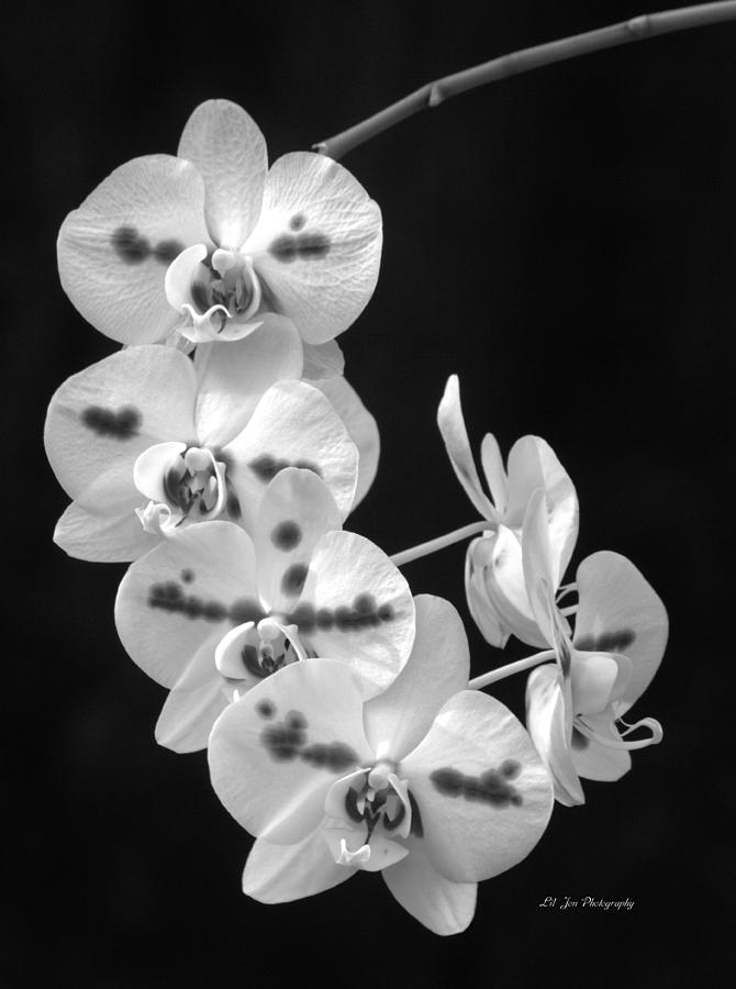 Orchids In Bloom BW Photograph by Jeanette C Landstrom