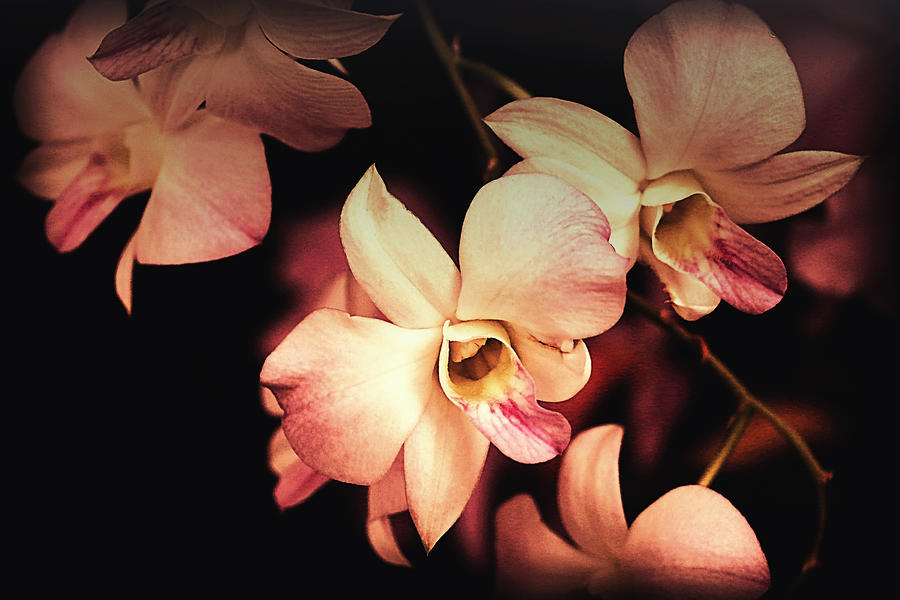 Flower Photograph - Orchids in Bloom by Debbie Nobile