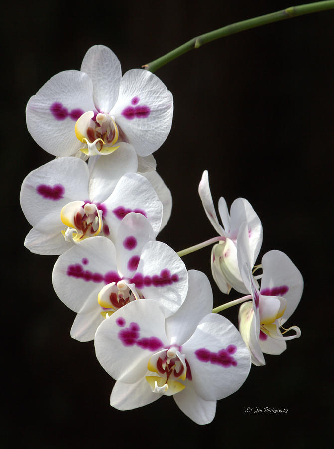 Orchids In Bloom Photograph by Jeanette C Landstrom