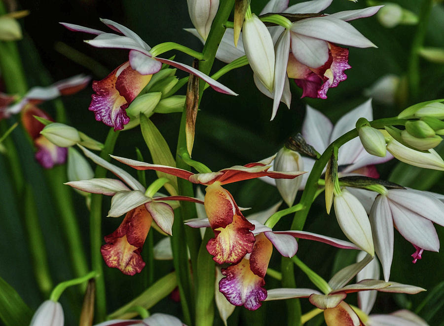 Flower Photograph - Orchids in Bloom by Robert Coffey
