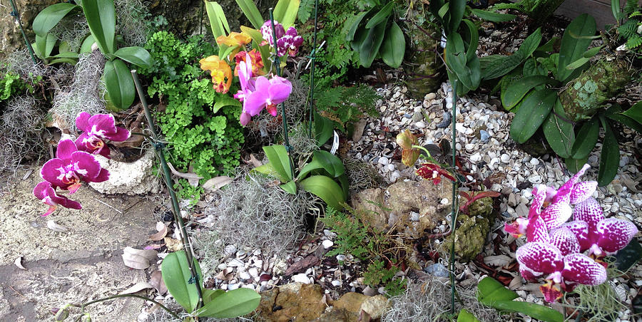 Orchids in Bloom Photograph by Susan Grunin