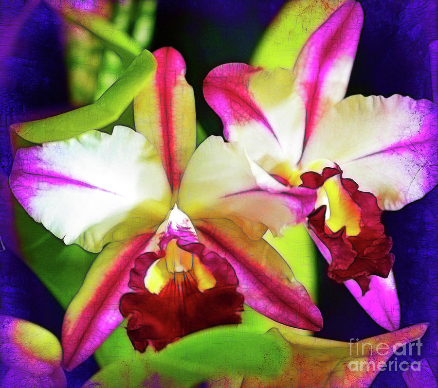 Orchids in Color Photograph by Judi Bagwell