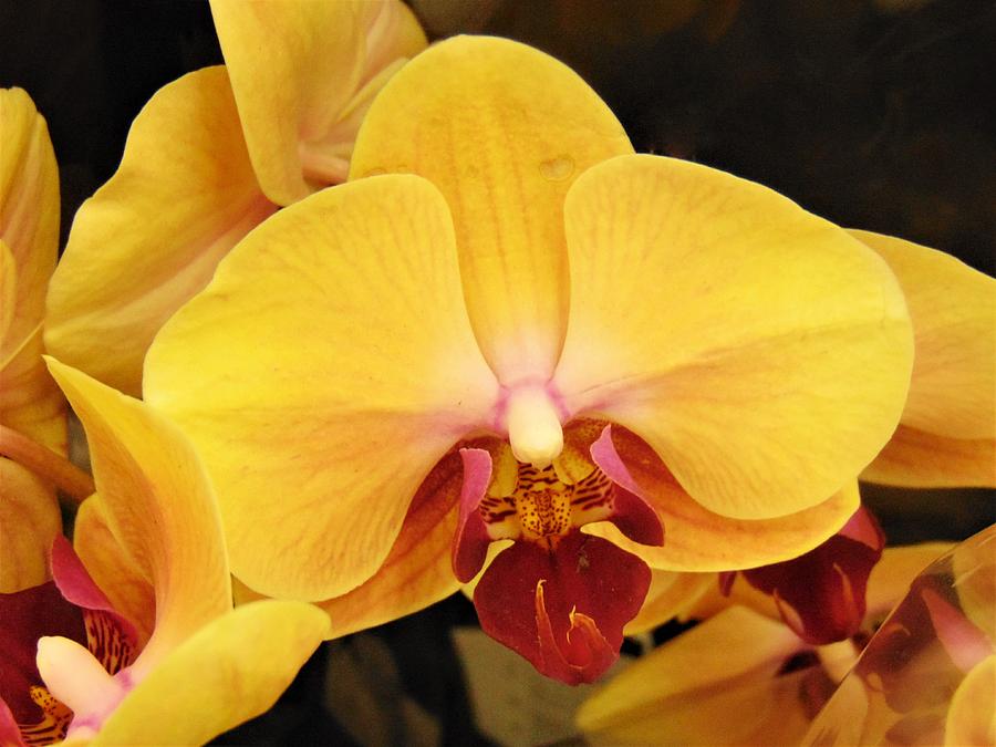 Orchids In Crimson And Gold Photograph By Honey Behrens 