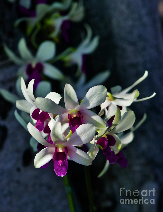 Orchids in Depth Photograph by Craig Wood