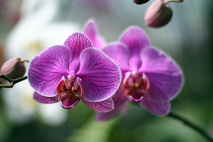 Orchids In Flight Photograph by Jack Thomas - Fine Art America