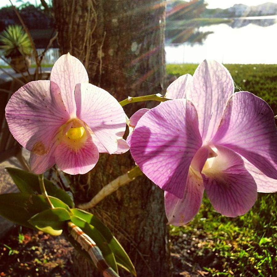 Orchids In Our Garden Photograph by Juan Silva