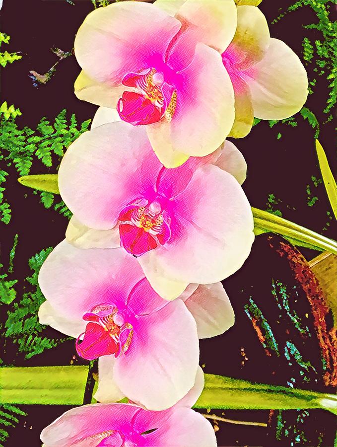 Orchids in Pink Aloha Photograph by Joalene Young