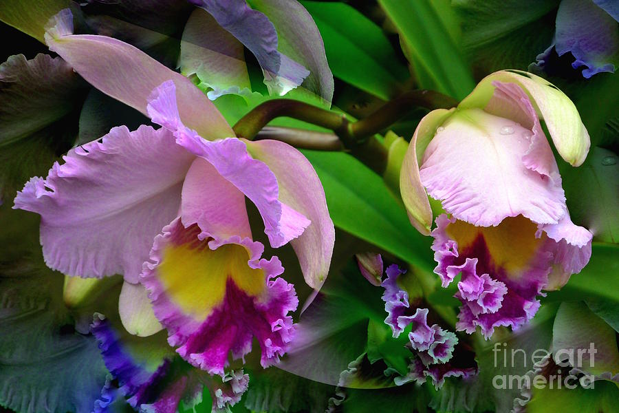 Orchids in Purple Photograph by Jeannie Rhode