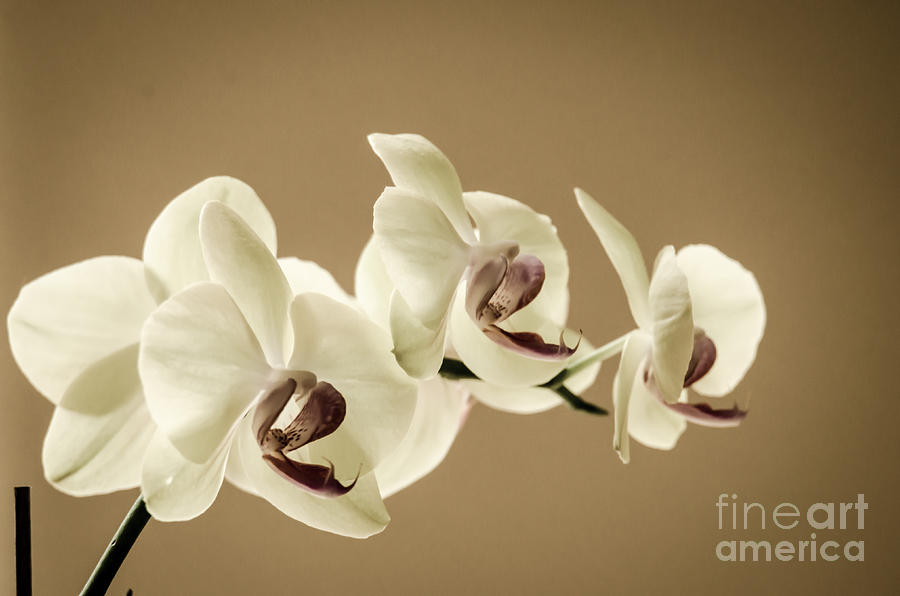 Orchids In Sepia Photograph by Debra Martz
