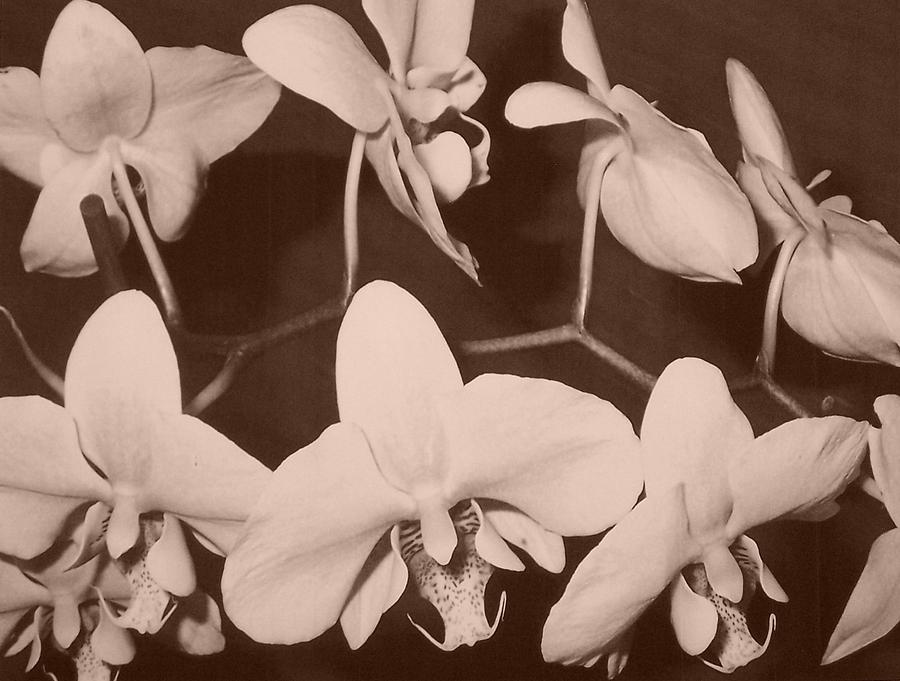 Orchids in Sepia Photograph by Lila Mattison