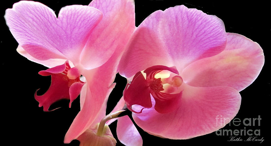Orchid Photograph - Orchids in the Dark by Kathie McCurdy