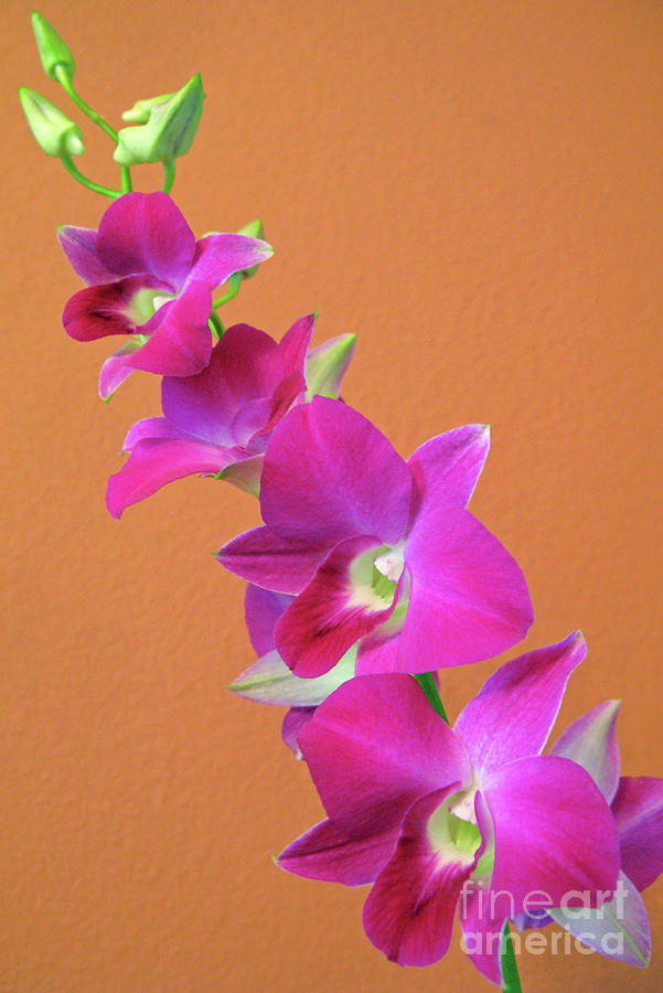 Orchids in the Dining Room Photograph by Nieves Nitta