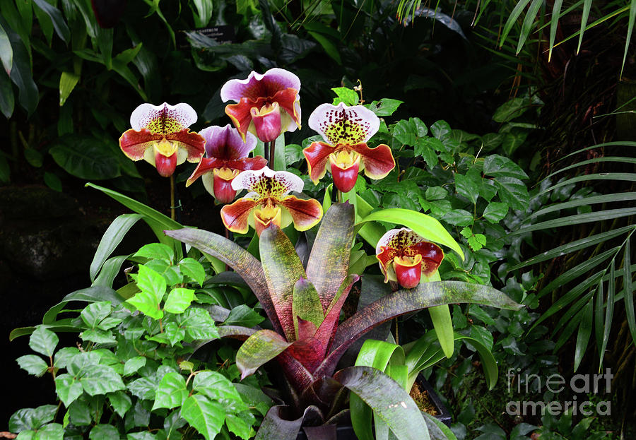 Orchids in the Garden Photograph by Cindy Manero