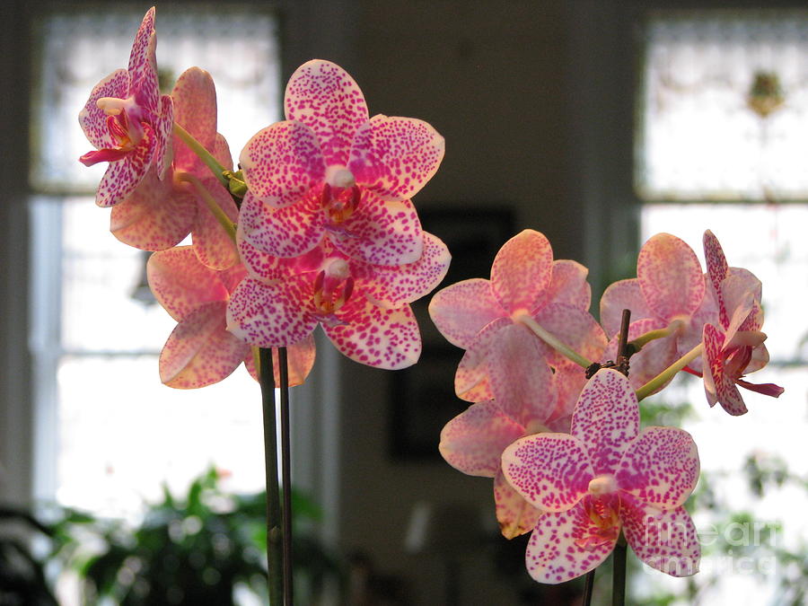 Orchids in the Parlor Photograph by Erik Falkensteen