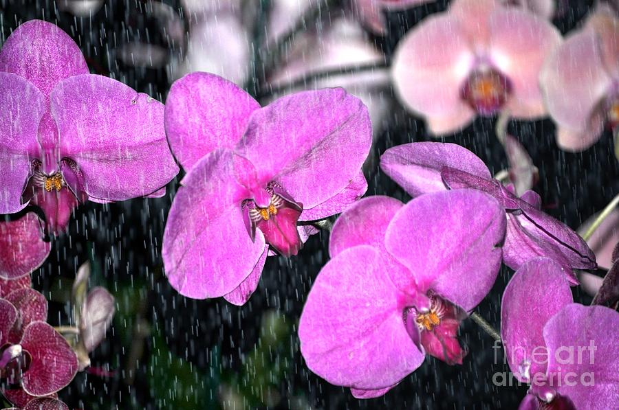 Flower Photograph - Orchids In The Rain by Nona Kumah
