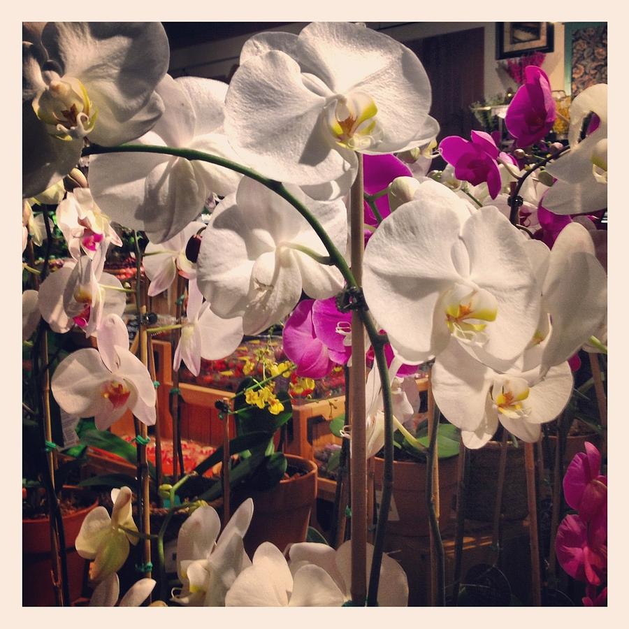 Orchids in the Store Photograph by Will Felix