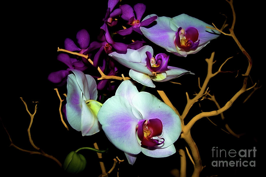 Orchids Photograph - Orchids in Water Color by Diana Mary Sharpton
