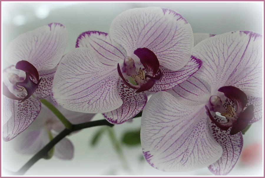 Orchids in Purple and White Photograph by Dora Sofia Caputo