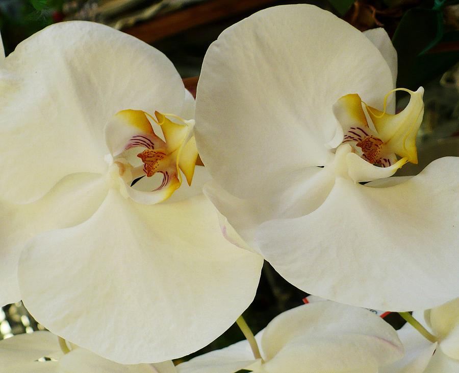 Orchids In white Photograph by Florene Welebny