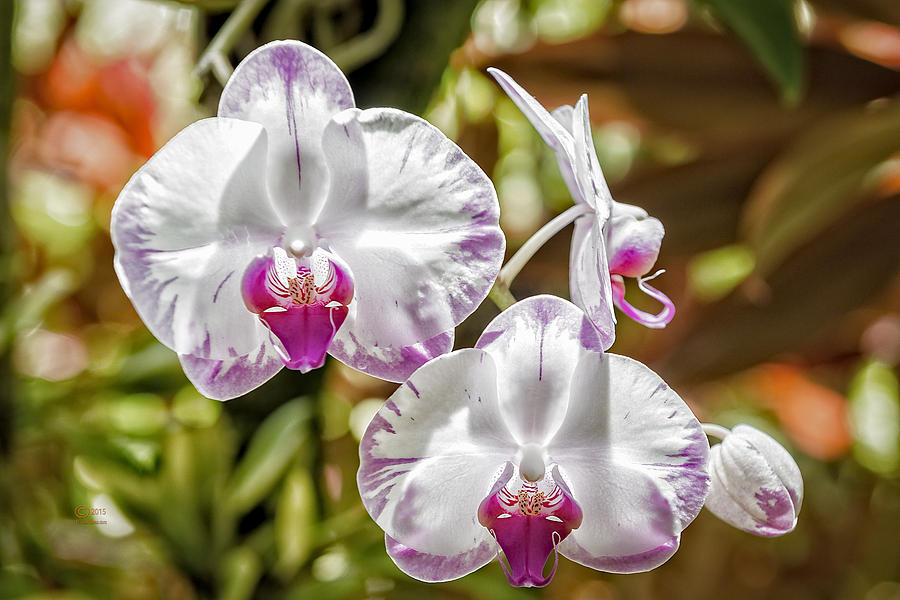 Orchids Photograph by Jim Thompson