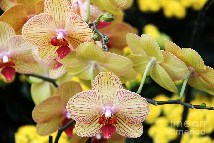 Orchids Photograph by Jody Frankel 