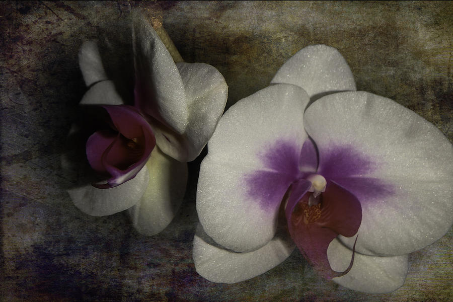Orchids Photograph by Judy Hall-Folde