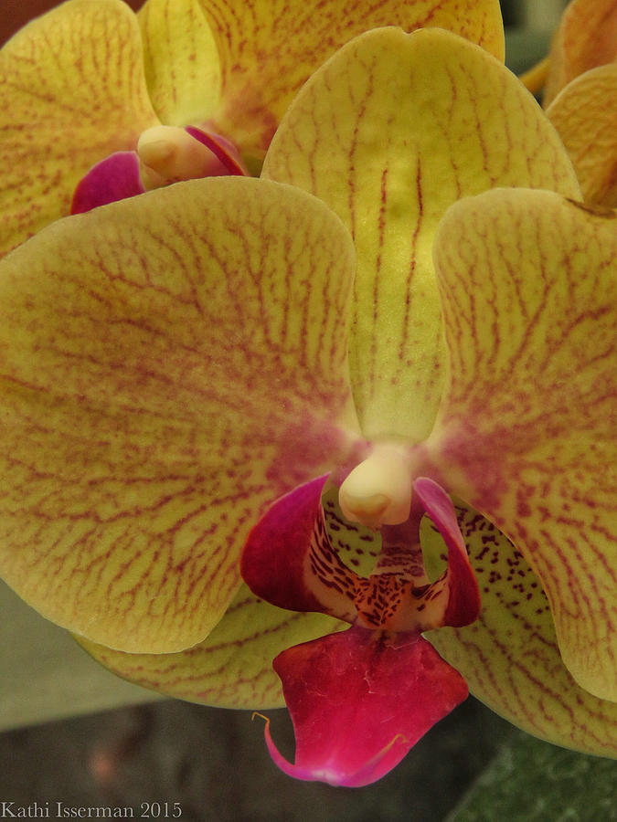 Orchids Photograph by Kathi Isserman