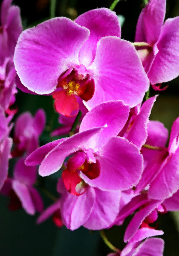 Orchids Photograph by Kristin Elmquist