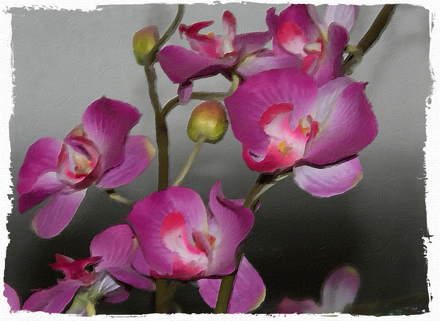 Orchids Photograph - Orchids by Linda ONeill