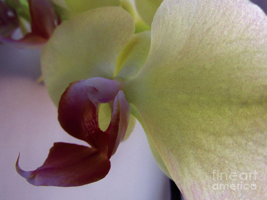 Orchids Love - Macro 2 Photograph by Kim Tran