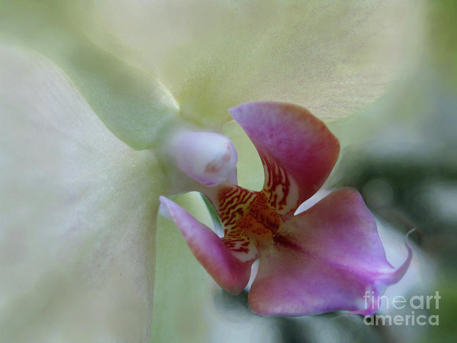Orchids Love - Macro Photograph by Kim Tran