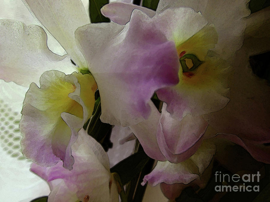 Orchids Love - Mixed Colours Photograph by Kim Tran