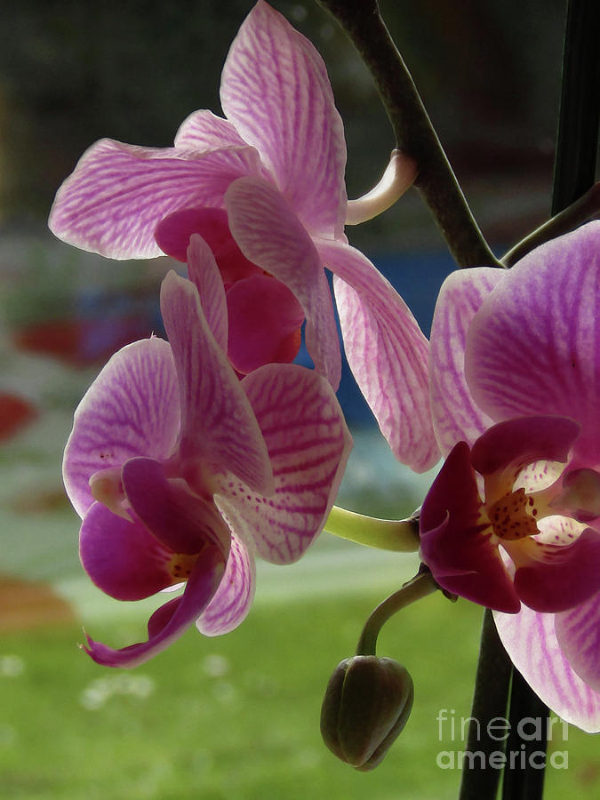 Orchids Love - pink Photograph by Kim Tran
