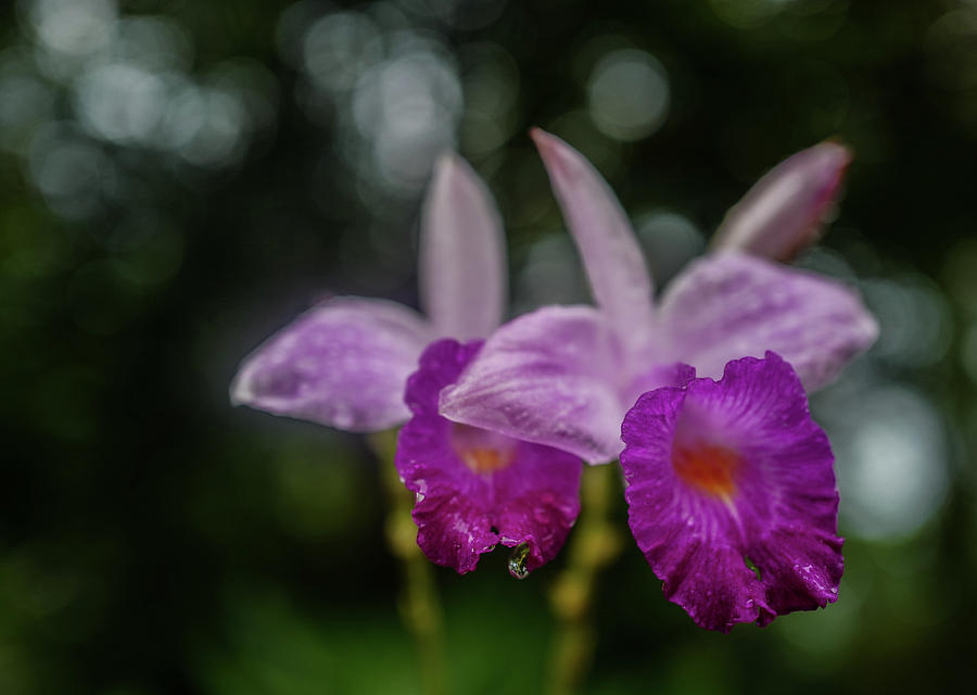 Orchids love the Rain Photograph by Jocelyn Kahawai