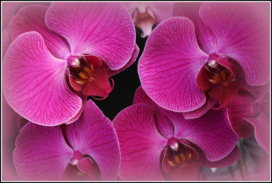 Orchids Lovely in Magenta Photograph by Dora Sofia Caputo