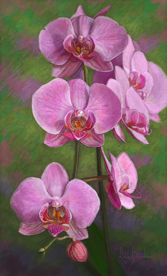 Orchids Pastel by Lucie Bilodeau