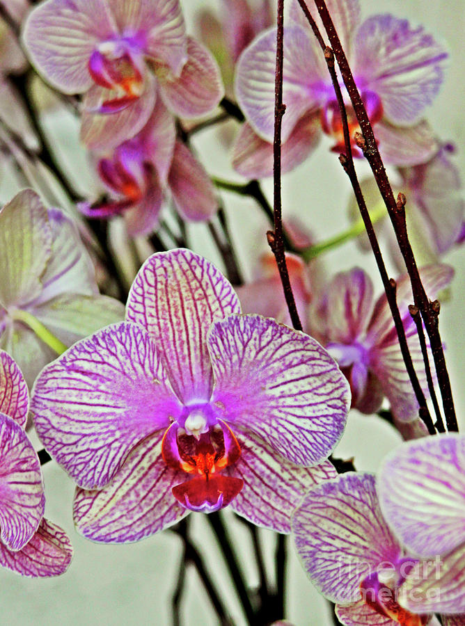 Orchids Photograph by Maria Arango