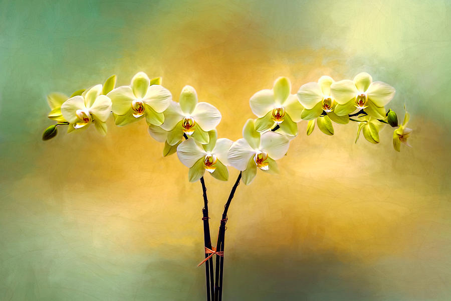 Nature Photograph - Delicate Orchids by Maria Coulson