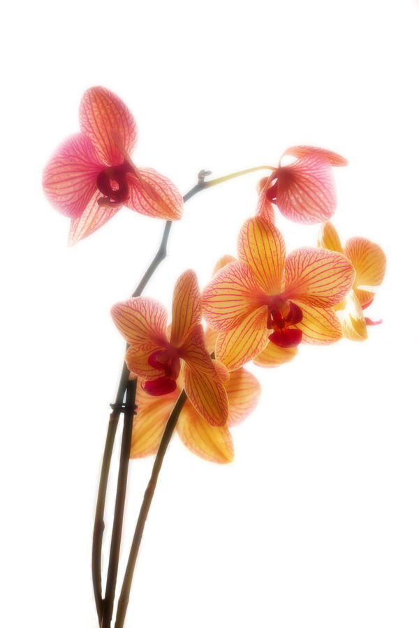 Orchids Photograph by Mark Alder