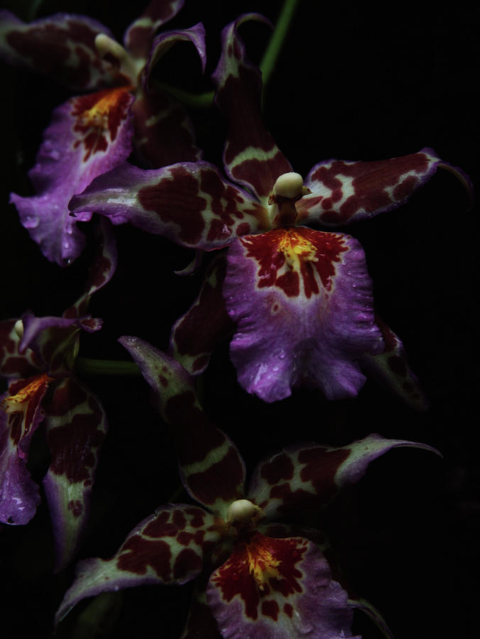 Orchids Maroon Plum Photograph by Toni Hopper