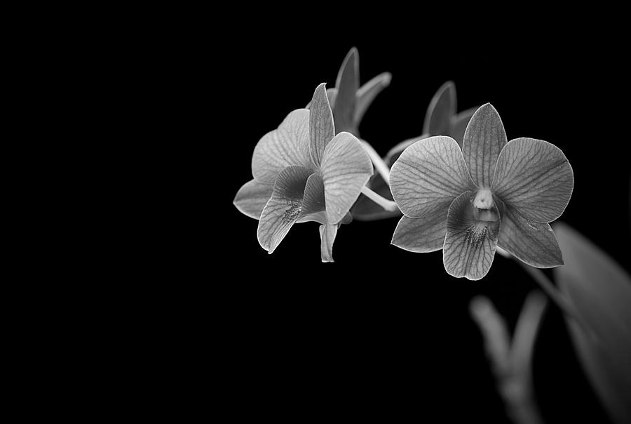 Flower Photograph - Orchids by Michelle Sherwood