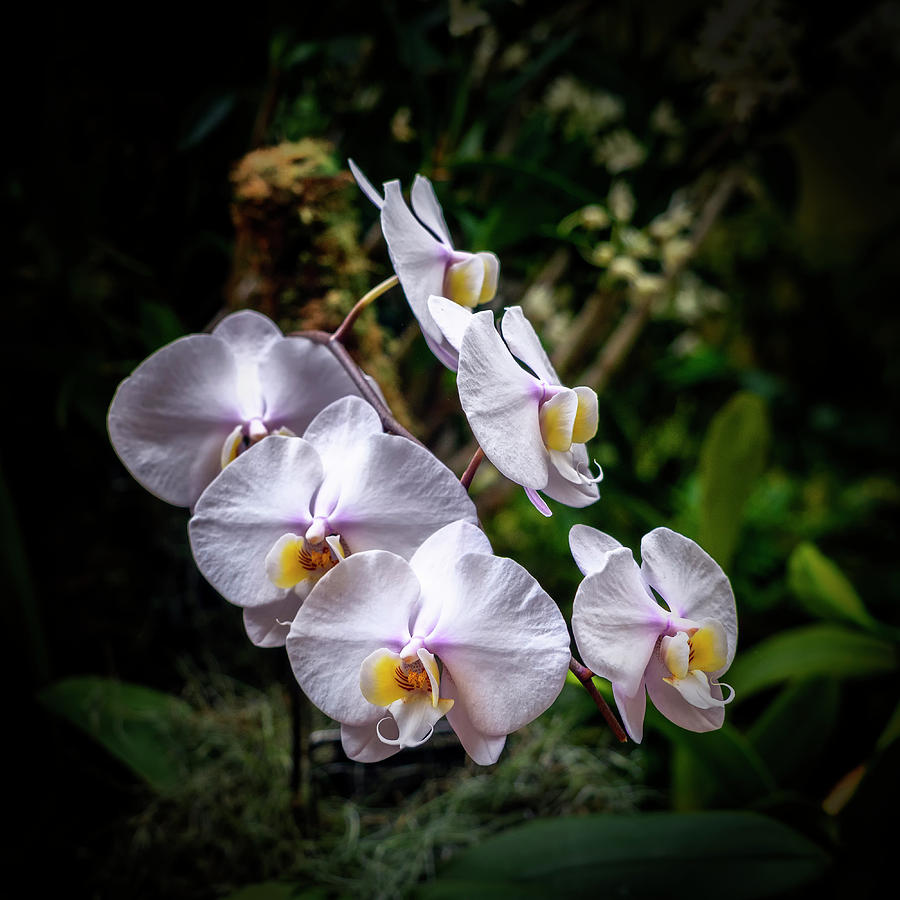 Orchids Missouri Botanical Garden_DSC3485_16 Photograph by Greg Kluempers
