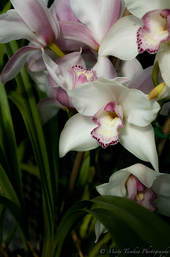 Orchids Photograph by Misty Tienken