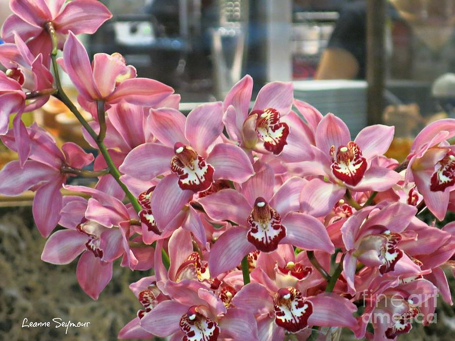 Orchids Most Gorgeous Photograph by Leanne Seymour