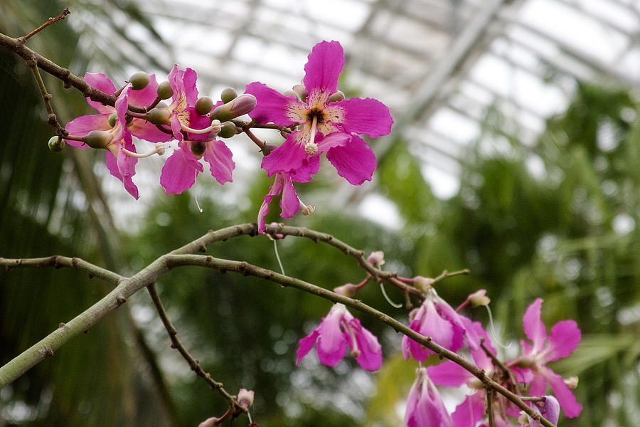 Orchids Myriad Botanical Gardens OKC Photograph by Toni Hopper