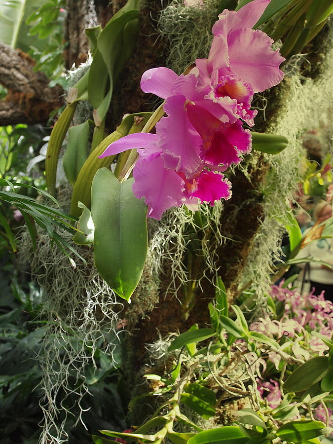Orchids  Photograph by Nancy Kane Chapman