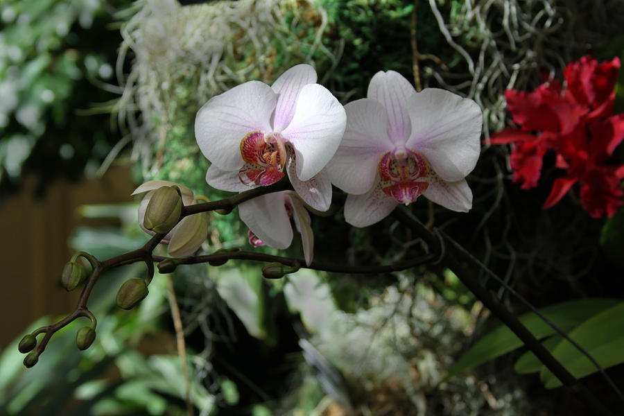 Orchids Number 11 Photograph by John Lautermilch